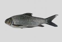 白甲鱼是什么鱼？