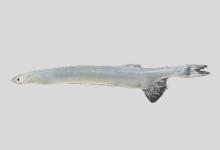 太湖银鱼是什么鱼？