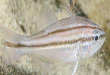 四线天竺鲷是什么鱼？