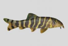 东方薄鳅是什么鱼？