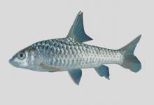 似野结鱼是什么鱼？