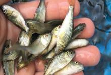 短鳍䱻是什么鱼？