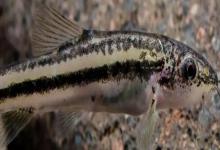 三角云南鳅是什么鱼？