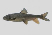 圆颌裂腹鱼是什么鱼？