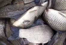 银鲫最大能长多大？