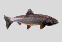 远东红点鲑是什么鱼？
