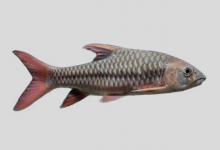 中国结鱼是什么鱼？