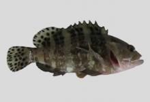 长棘石斑鱼是什么鱼？