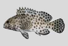 玳瑁石斑鱼是什么鱼？