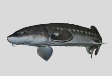 高首鲟是什么鱼？