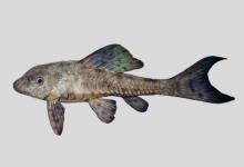 扎那锉甲鲶是什么鱼？