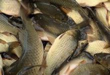 湘云鲫是什么鱼？