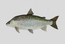 似鲱白鲑是什么鱼？