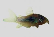 侧带甲鲶是什么鱼？