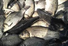 彭泽鲫最大能长多大？