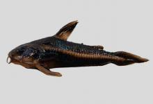 奥氏锉甲鲶是什么鱼？