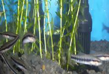 黑斑云南鳅是什么鱼？