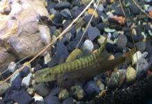 宽纹南鳅是什么鱼？