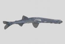 太湖新银鱼是什么鱼？