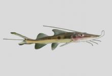 斯氏扁口油鲶是什么鱼？