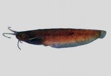 越鲶是什么鱼？