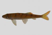 拟细身光唇鱼是什么鱼？