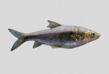 云南光唇鱼是什么鱼？