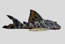 寡斑梳钩鲶是什么鱼？