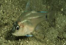 侧带天竺鲷是什么鱼？