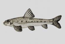 似长体小鳔鮈是什么鱼？