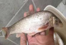 大鼻吻鮈是什么鱼？