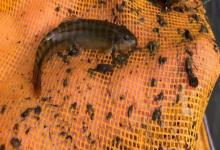 横纹南鳅是什么鱼？