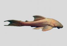 潘基半钩鲶是什么鱼？