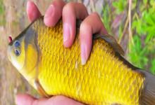 钓黄金鲫饵料配方大全