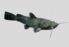 铲鮰是什么鱼？