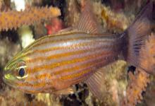 纵带巨牙天竺鲷是什么鱼？