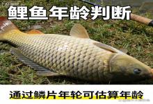 钓获大鲤鱼！钓友们围观猜年龄，能说对的都是老钓手✅