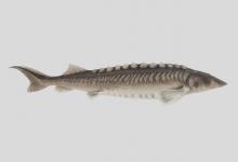 纳氏鲟是什么鱼？