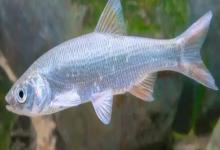 珠星雅罗鱼是什么鱼？