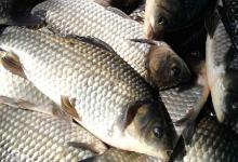 彭泽鲫价格多少钱一斤？