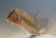 信江后鳍花鳅是什么鱼？