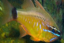 变色管竺鲷是什么鱼？