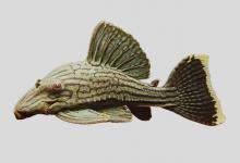 甲鳞巴拉圭鲶是什么鱼？