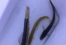 稀有南鳅是什么鱼？