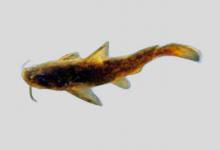 白边鮠是什么鱼？