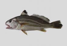 丁氏叫姑鱼是什么鱼？