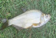 程海鲌是什么鱼？