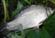 土鲫鱼吃什么食物？