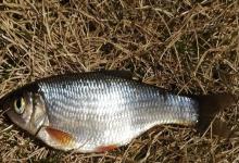 贝加尔雅罗鱼是什么鱼？