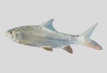 四川白甲鱼是什么鱼？